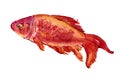 Watercolor single red carp fish isolated Royalty Free Stock Photo