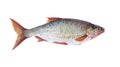 Watercolor single roach fish animal isolated Royalty Free Stock Photo