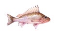Watercolor single ruff fish animal isolated