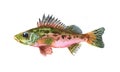 Watercolor single ruff fish animal isolated Royalty Free Stock Photo