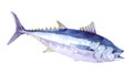 Watercolor single salmon fish isolated Royalty Free Stock Photo