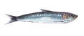 Watercolor single sardine fish animal isolated