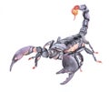 Watercolor single Scorpio animal isolated