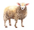 Watercolor single sheep animal isolated