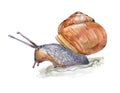 Watercolor single snail animal isolated