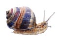 Watercolor single snail animal isolated