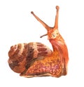 Watercolor single snail animal isolated