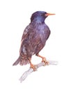 Watercolor single starling animal isolated