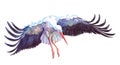 Watercolor single stork animal isolated