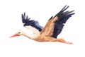 Watercolor single stork animal isolated Royalty Free Stock Photo