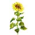 Watercolor single sunflower isolated Royalty Free Stock Photo