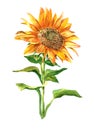 Watercolor single sunflower isolated Royalty Free Stock Photo