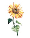 Watercolor single sunflower isolated on a white background Royalty Free Stock Photo