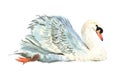 Watercolor single swan animal isolated Royalty Free Stock Photo