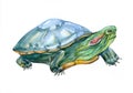 Watercolor single turtle animal isolated