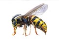 Watercolor single wasp insect animal