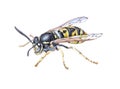 Watercolor single wasp insect animal isolated