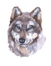 Watercolor single wolf animal isolated
