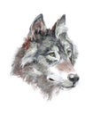 Watercolor single wolf animal isolated