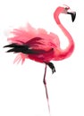 Pink flamingo