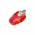 Watercolor sketch of bell pepper. Illustration of cut red bell pepper. Royalty Free Stock Photo