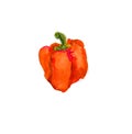 Watercolor sketch of bell pepper. Illustration of cut red bell pepper. Royalty Free Stock Photo