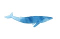 Watercolor sketch of blue whale. Illustration isolated on white background. Realistic proportions Royalty Free Stock Photo