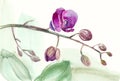 Watercolor sketch of a branch of a purple orchid with leaves.