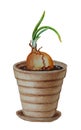 Watercolor sketch of brown flower pot with sprouted onion bulb isolated on white.