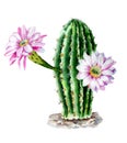 Watercolor sketch of the cactus Echinopsis oxygona with flowers isolated on white background.