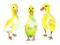 Watercolor sketch of ducklings.