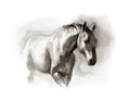 Watercolor sketch of horse