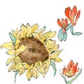 Watercolor sketch illustration of bright sunflower, tulips, alstroemeria drawn. Royalty Free Stock Photo