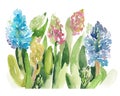 Watercolor sketch illustration of hyacinth flowers Royalty Free Stock Photo