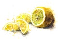 Watercolor sketch of lemon on a white background