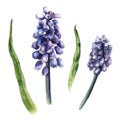 Watercolor sketch of muscari, hyacinth flowers