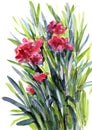 Watercolor sketch from nature in the summer holidays. Blooming oleander