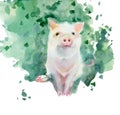 Watercolor sketch of piglet.