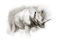 Watercolor sketch of rhinoceros