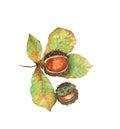 botanical illustration of ripe chestnut