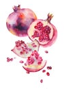 Watercolor sketch with ripe garnets and seeds on white.