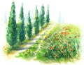 Watercolor Sketch Rural Scene with Cypress Trees and Poppies