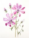 Watercolor Sketch of Silene Tomentosa AI Generated