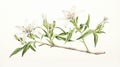 Watercolor Sketch of Silene Tomentosa on White Background AI Generated