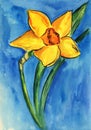 Watercolor sketch of a single yellow daffodil on blue background. Royalty Free Stock Photo