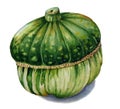 Watercolor sketch turban squash green pumpkin isolated on white background. Royalty Free Stock Photo