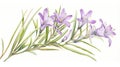 Watercolor Sketch of Wahlenbergia Marginata AI Generated