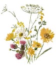 Watercolor sketch of wildflowers bouquet