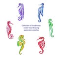 Seahorses vector hand drawing watercolor sketches Royalty Free Stock Photo