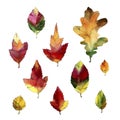 Watercolor sketches set. Autumn leaves